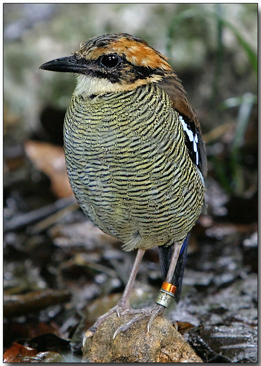 Banded Pita - female