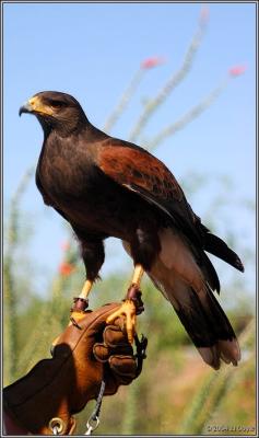 Hawk in hand 2 pc.jpg