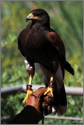 Hawk in hand pc.jpg