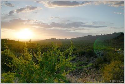 Saguro Sunset 1 pc.jpg