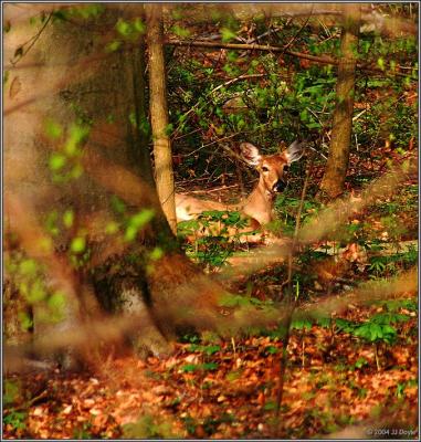 Doe nest 1 pc.jpg