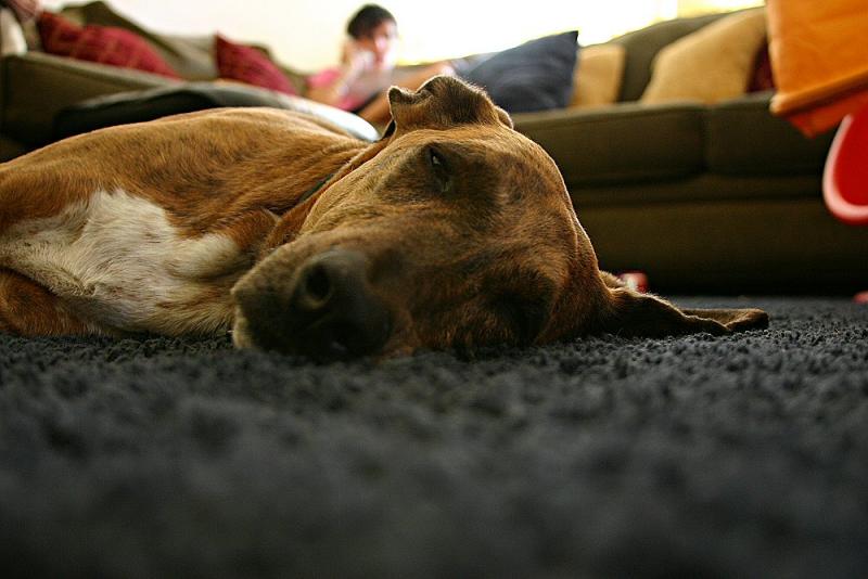 Dog in Repose