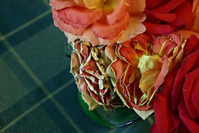 A Dying Rose