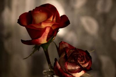 Two Roses on the Breakfast Table