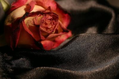 Dying Rose on Satin