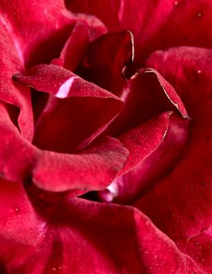 Red Detail