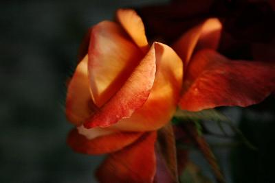 Rose in Light