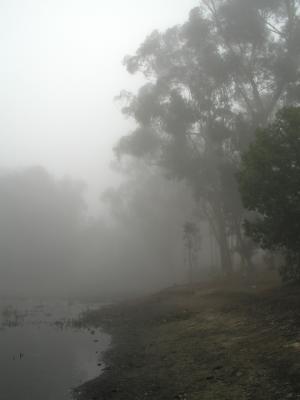 Fog 04.jpg