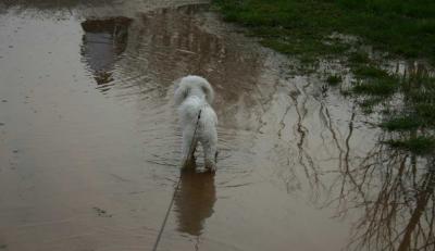 white dog brown water