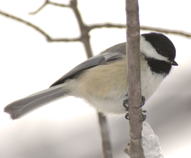 Chickadee