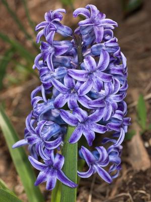 Hyacinth 0059.jpg