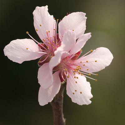 Peach blossoms 0063.jpg