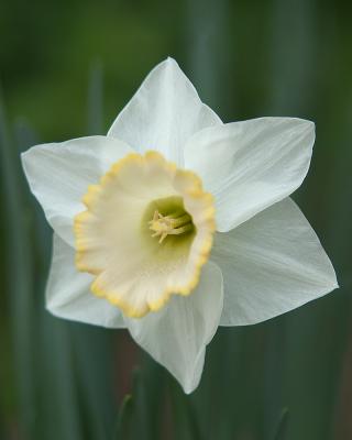 Daffodil 0127.jpg