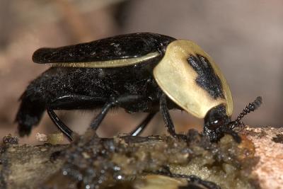 Weird beetles 0090 (V41)