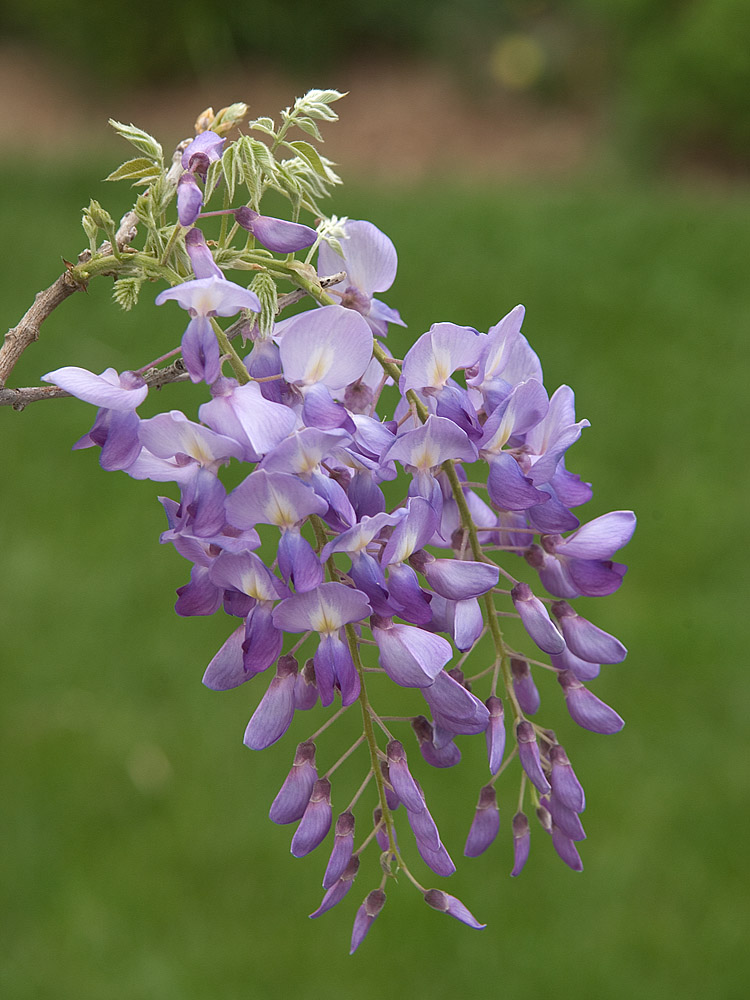 Wisteria 0171.jpg