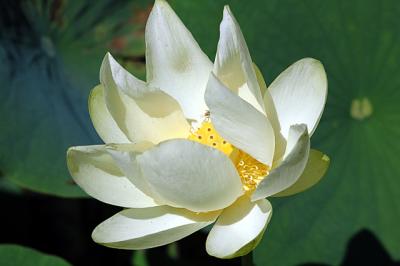 water lotus.jpg