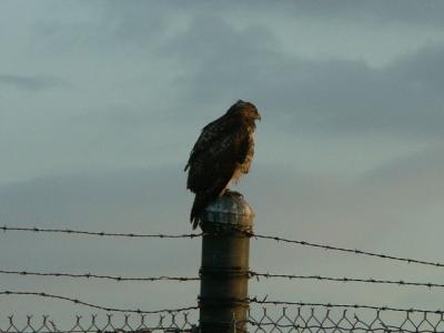 u43/dwinge/medium/28036166.Hawk.jpg