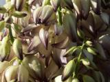 Mojave Yucca