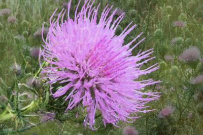 9/7/04 - Thistle Montage