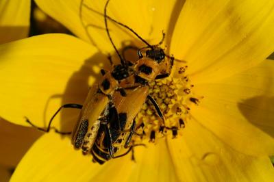 9/10/04 - Daddy, where do beetles come from?