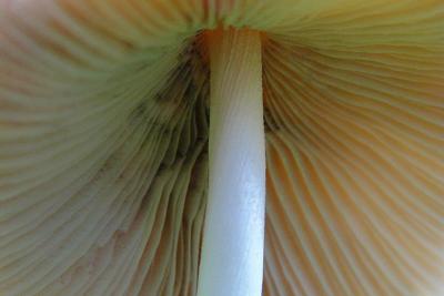 9/27/04 - Under a Mushroom