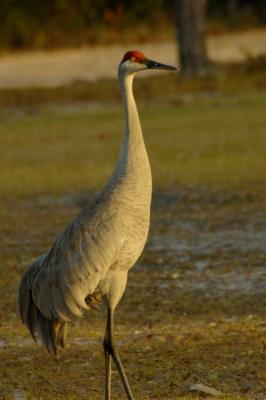 Sandhill Crane - Ocala