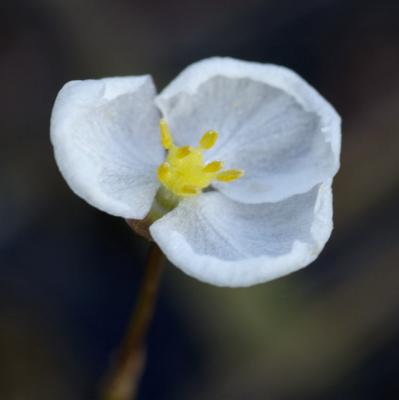 Arrowroot - Ocala