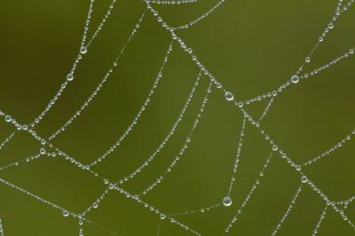 Dewy Web- Ocala