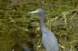 Little Blue Heron