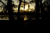 Ocala Forest Sunset