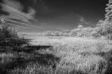 2/05 - Infrared - Ocala Forest Marsh