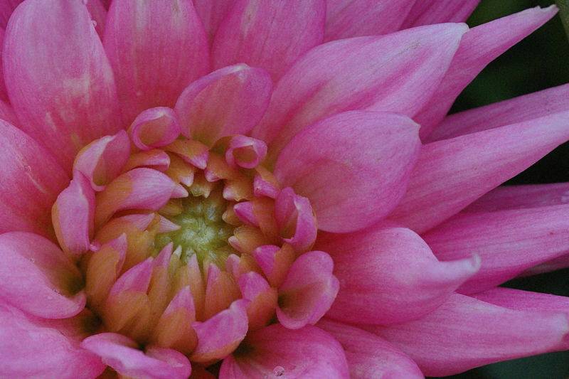 9/7/04 - Noisy Dahlia 2