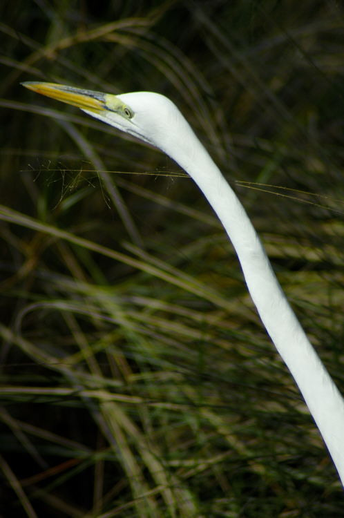 Great Egret