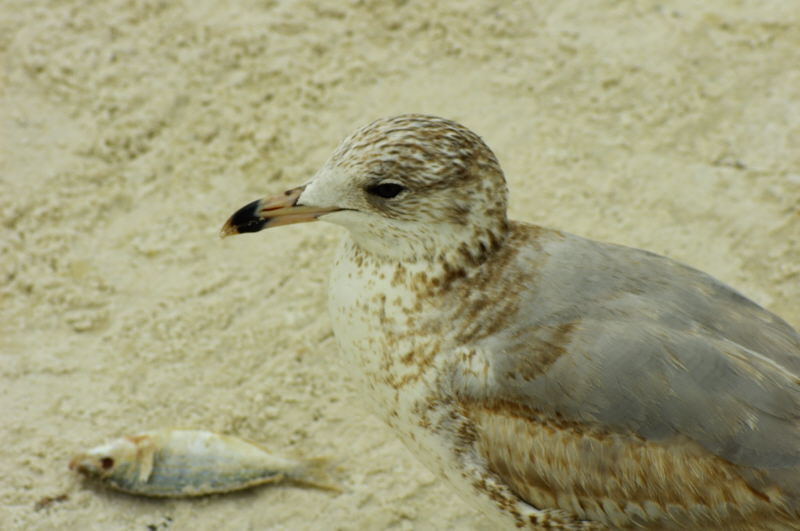 Siesta Key - Sarasota