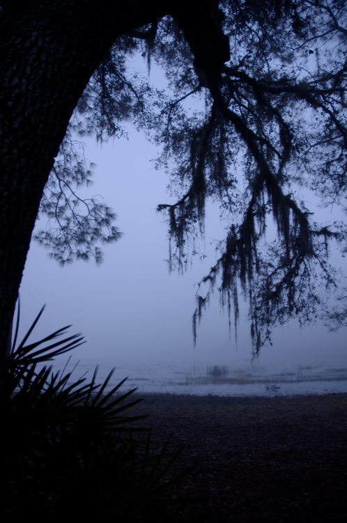 Foggy Morning Down South - Ocala