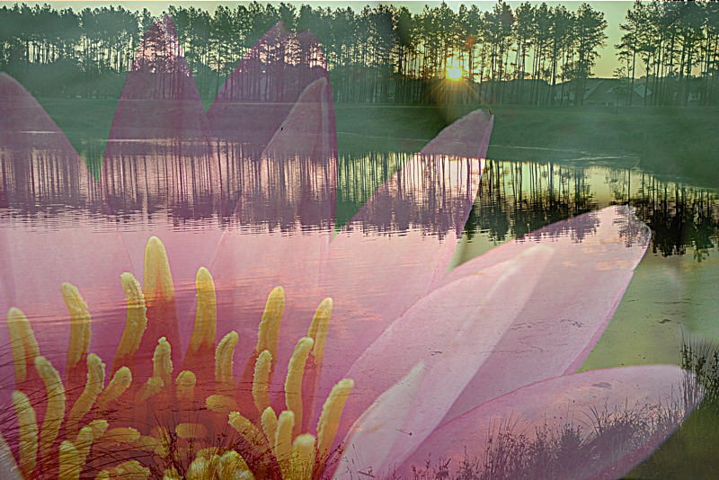 Composite - Lily Pond