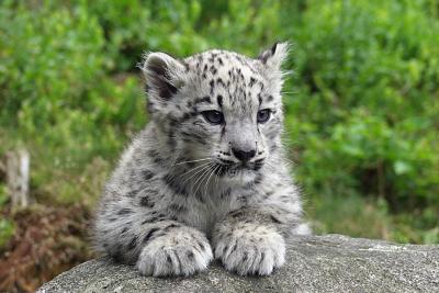 Snow leopard