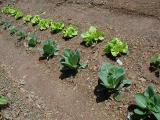 Yummy Lettuce, Cauliflower & Brocolli