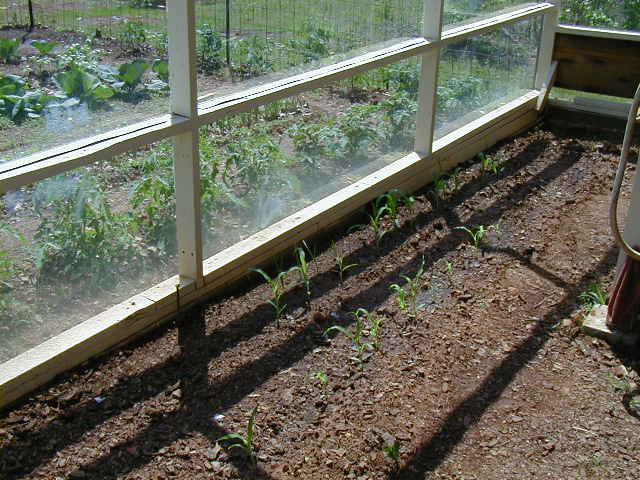 Corn Plants in the Greenhouse