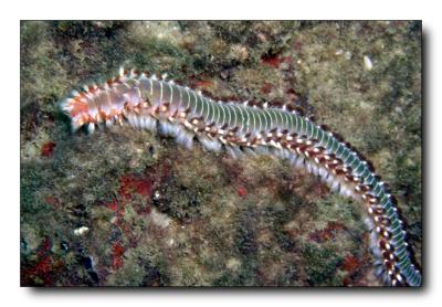 Fire worm