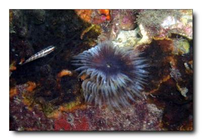 Fan worm