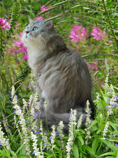 Tiger in Bushes...