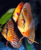 Discus (Disci?)