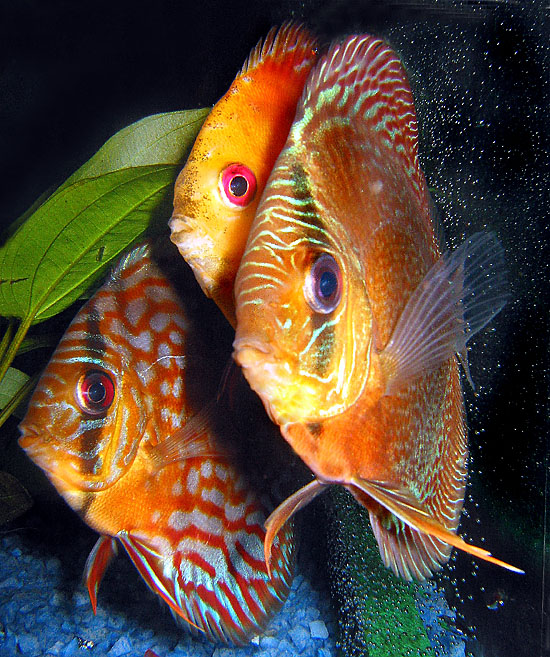 Discus (Disci?)