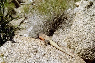 Joshua Tree - Chuckwalla lizzard