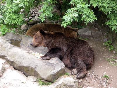 Krumlov bears at castle pit