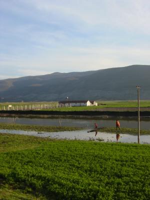 Rice field at the river Drin, Albania