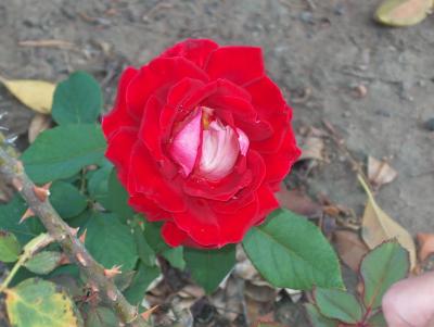 A Rose at Hart Park