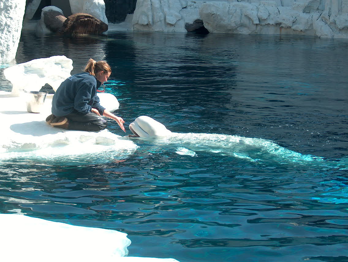 Beluga Whale