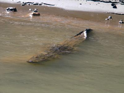 Ten foot crocodile that got our attention when he entered water